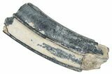 Fossil Three-Toed Horse Tooth - Bone Valley, Florida #336412-1